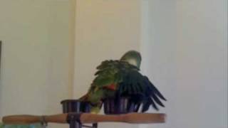 preview picture of video 'My amazon blue front parrot taking a shower...'