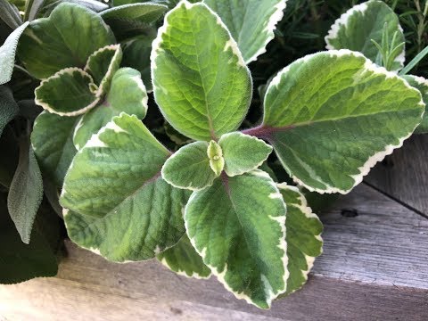 download lagu mp3 mp4 Variegated Oregano, download lagu Variegated Oregano gratis, unduh video klip Variegated Oregano