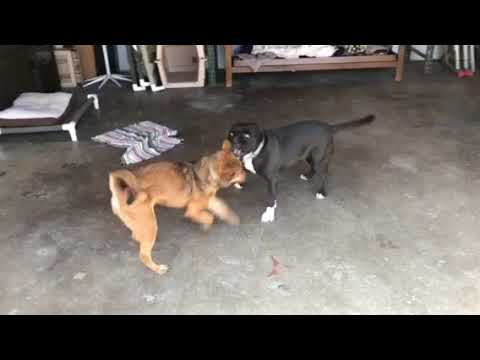 Bailey, an adopted Shiba Inu & German Shepherd Dog Mix in Pasadena, CA_image-1