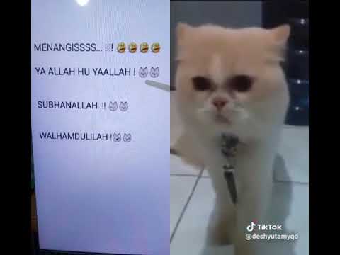 Cat saing Subhan Allah