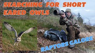 Short Eared Owls on the moors - Raptors Galore - Searching for Owls