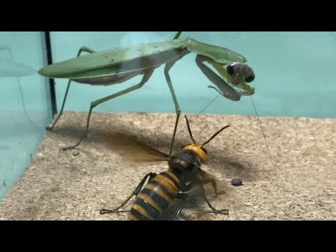 Praying Mantis vs Giant Hornet