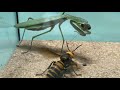 Praying Mantis Vs Giant Hornet