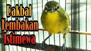Download lagu pleci Dakun bali tembakan panjang #dakbal #dakun_bali mp3 Download lagu pleci Dakun bali tembakan panjang #dakbal #dakun_bali mp3