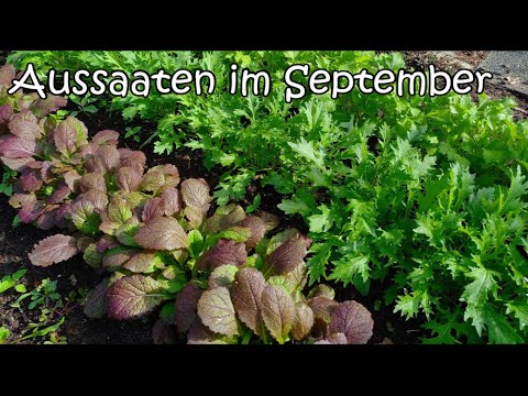Aussaaten im September - was ihr jetzt noch säen könnt