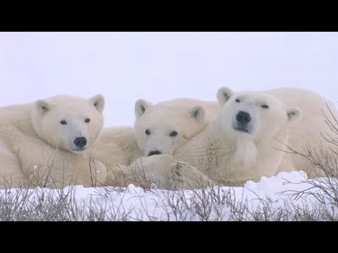 Face to Face with a Polar Bear | Wildlife Documentary