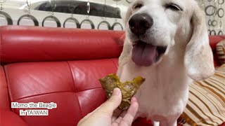 怪我をしても食欲は相変わらずなビーグル犬モモ（縫合後の映像あり）
