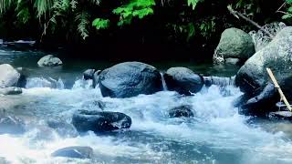 Forest River Sounds: Unwind & Sleep Better with Nature's Symphony