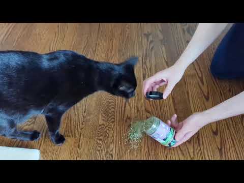 How To Use Catnip | Kitty Kush