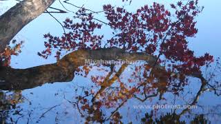 紅葉の屈斜路湖