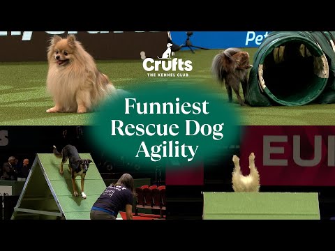 Adorable Pups Take on Agility 🐶