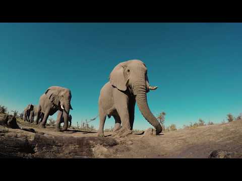 A herd of Elephants enjoy the Hyena Pan waterhole at Khwai Private Reserve in Botswana.