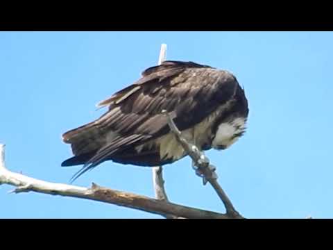 Talons tucked, feathers fluffed #preening #osprey #birdlovers #viewers #ytshorts #highlights #birds