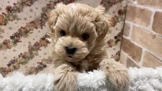 ハーフ犬の動画01