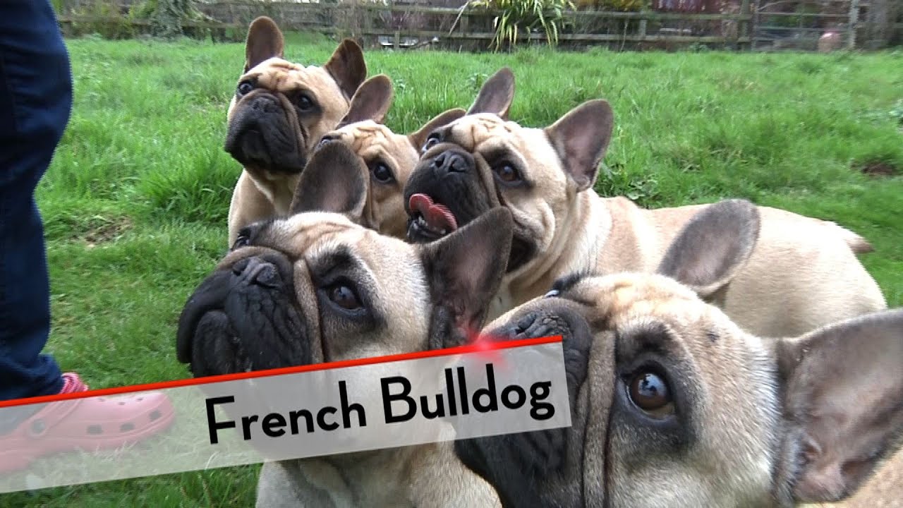 French Bulldog - Best of Breed