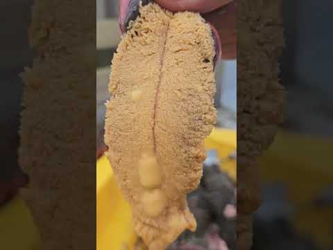 Eating a massive #Kina #Seaurchin #uni #seafood #kaimoana #wildlife #mukbang #foodporn #chef #viral