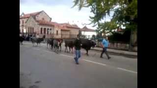 preview picture of video 'pasada de vacas tudancas en Cabezón de la Sal. Olimpiada del tudanco 2012.'