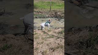 Video preview image #1 Boxer-Unknown Mix Puppy For Sale in Rosenberg, TX, USA