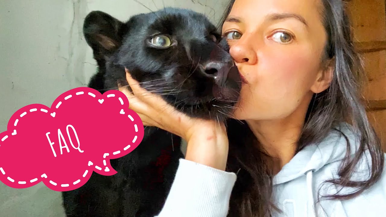 Luna the panther has stinky humans 😱(ENG SUB)