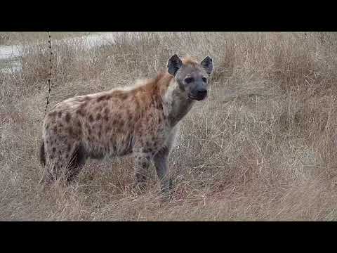 Djuma: Hyena known as Corky smelling around area where carcass was - 06:39 - 09/20/20