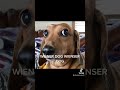 Wiener dog