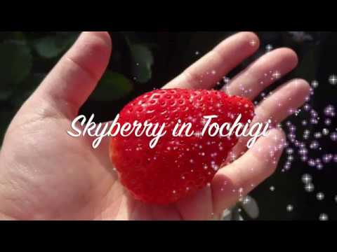 Made-In-Japan Product #28:  Skyberry