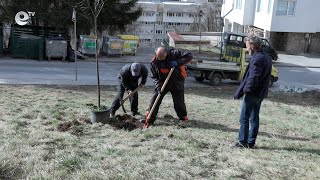 От Община Смолян започнаха пролетното засаждане на цветя и храсти