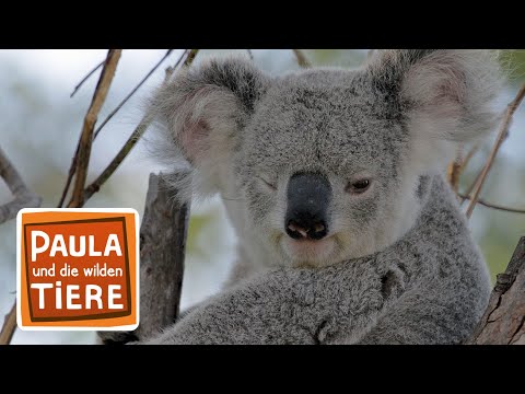 Komm kuscheln Koala! | Reportage für Kinder | Paula und die wilden Tiere
