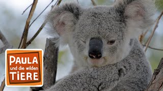 Download lagu Komm kuscheln Koala! | Reportage für Kinder | Paula und die wilden Tiere mp3