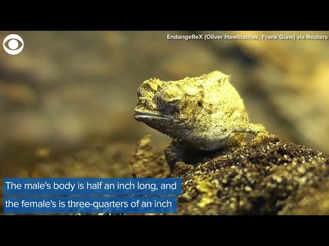 Tiny chameleon may be smallest reptile on Earth