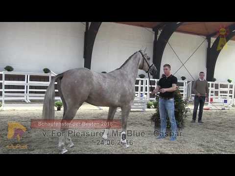 42. For Pleasure - Mr. Blue