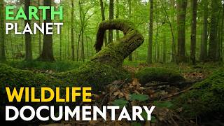 Ephemeral Jungles: Wildlife of the Temperate Deciduous Forests | Jungle Planet