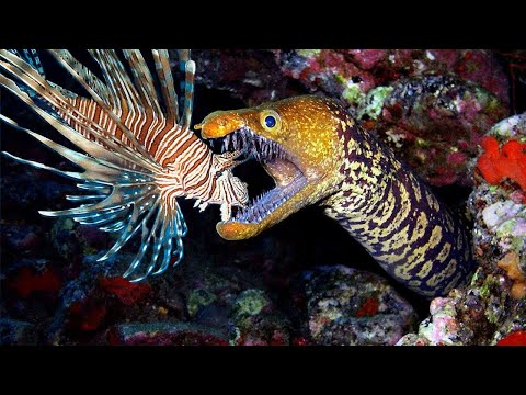 You should watch this video - Moray Eel, Octopus, Baby Shark Predatory  Extreme Dramatic and Scary