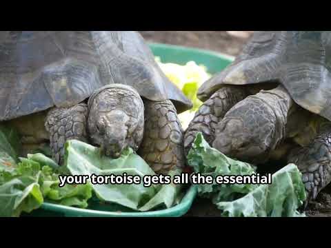 Ultimate Guide to Russian Tortoise Care: Enclosure, Diet, and Health Tips!