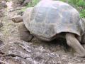 Galápagos Tortoise Walking
