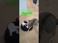 Tux And Bugs Cat Fight Cat Catcute Thisbugzjumps Houston Catfight