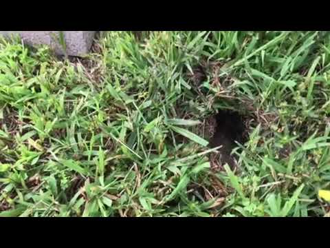 Removal of a Yellowjacket Ground Nest in Howell, NJ