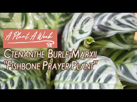 Ctenanthe burle-marxii "Fishbone Prayer Plant" Care | A Plant A Week