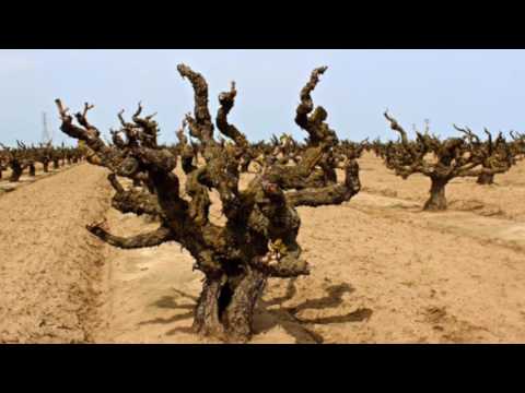 Tim Talks Wine: Episode 2 - Manifesto Zinfandel 2013