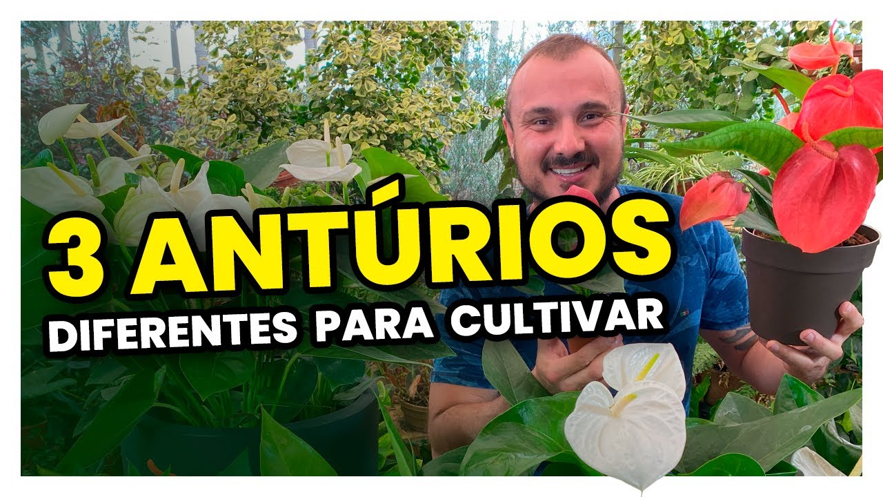3 espécies de ANTÚRIOS diferentes para você cultivar | Dicas e cuidados