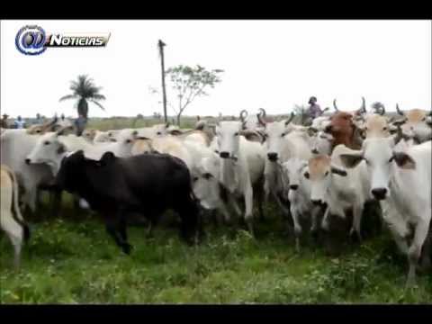 ICA denuncia grande comercio de carne venezolana en Arauca - Canal CNC Arauca