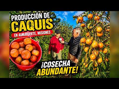 Producción de caquis en Misiones Argentina | Diospyros kaki 🇦🇷 🍅🧡2026 (1/3)