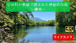 鎌池