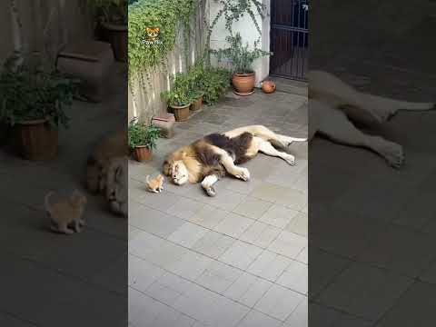 Lion charges at tiny kitten but does the unexpected 😱 #Shorts #Lion