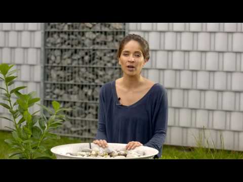 belton SPECIAL GRAN.OBSIDIAN-SCHWARZ 400ML - obsidian-schwarz | 400ml