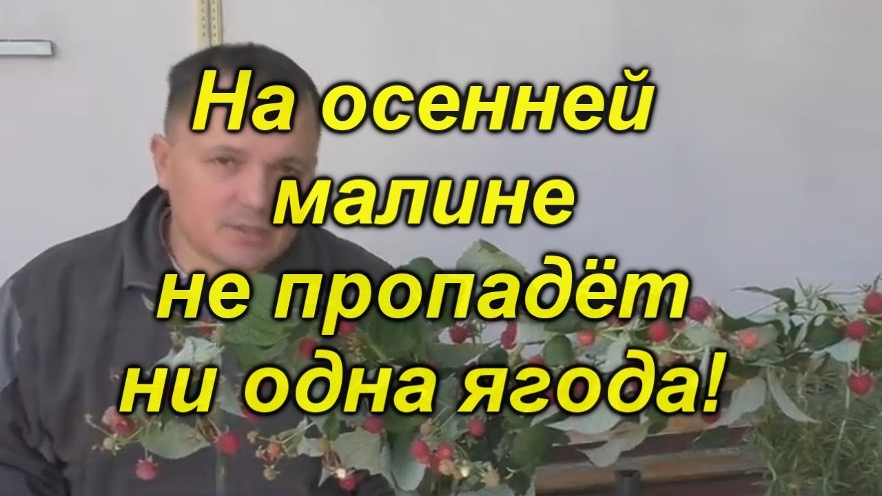 Дозаривание не вызревшей малины осенью.