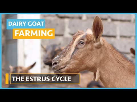 Dairy Goat Farming Lesson 1 Course Outline