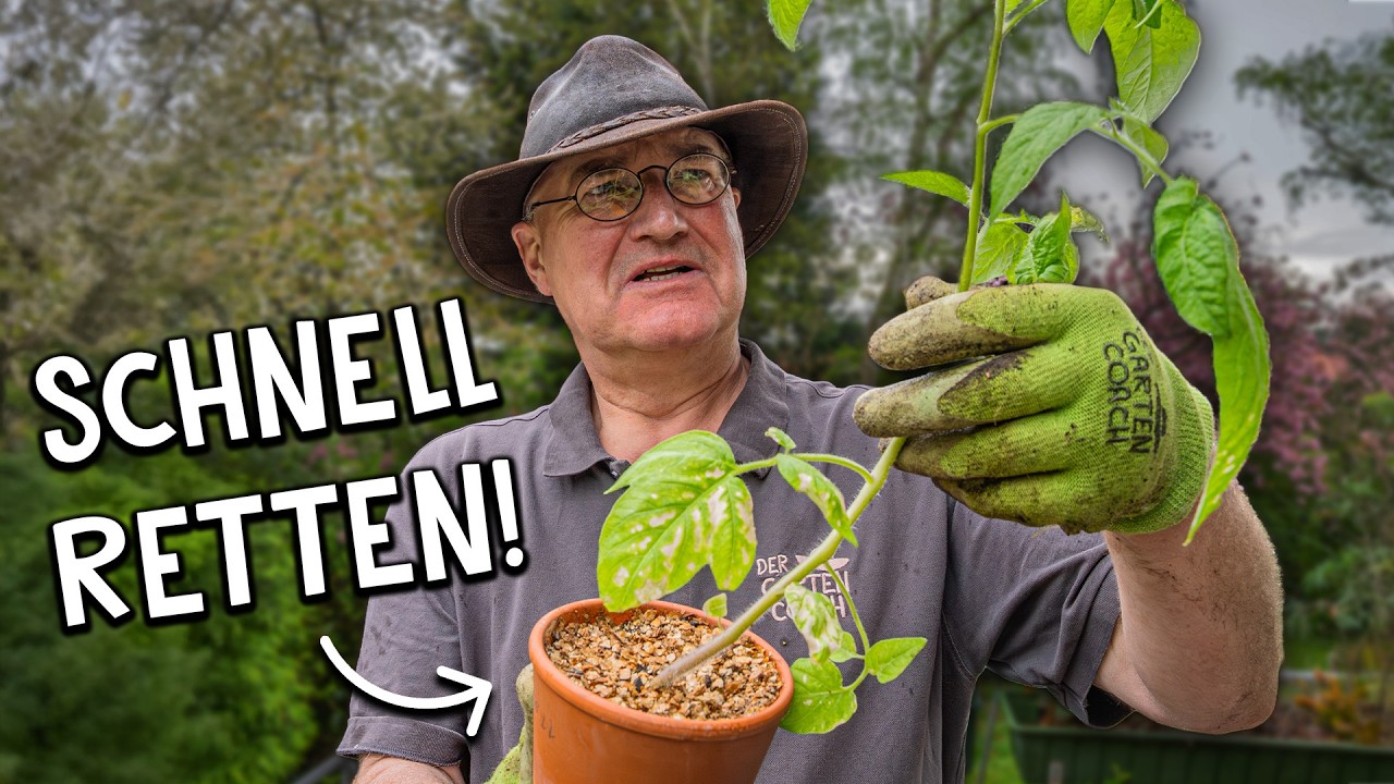 Tomaten anbauen Video 4