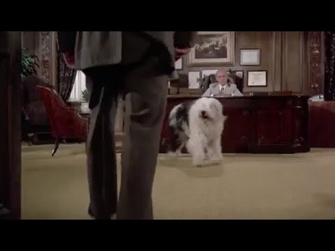 The Shaggy D.A. - Escape