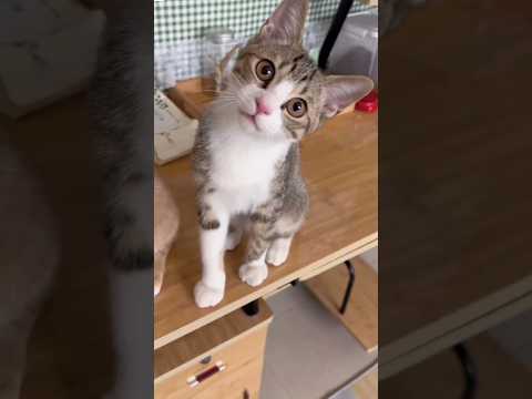 Billi boli meow meow | cat video| बिल्ली बोली म्याऊं म्याऊं #ytshorts #viral #cat #meow #short